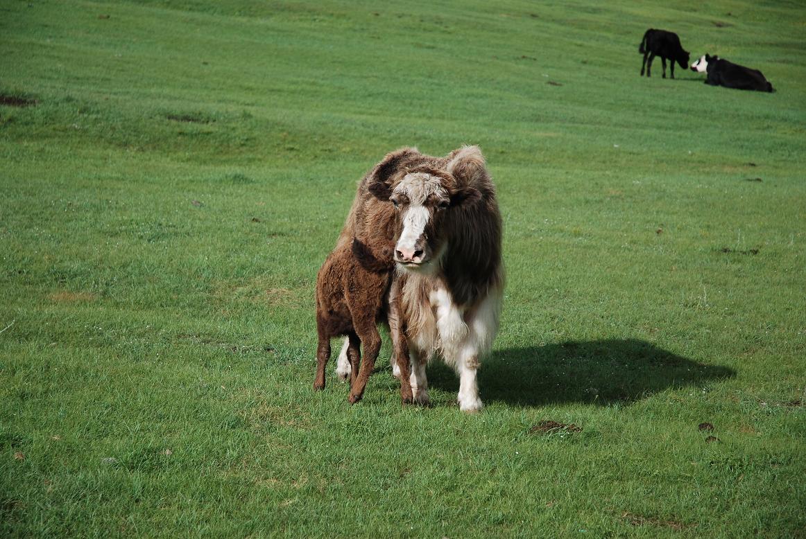 Yak