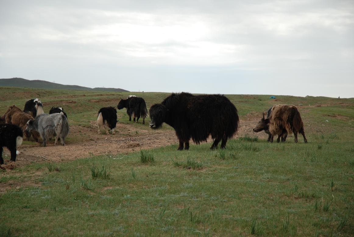 Yak